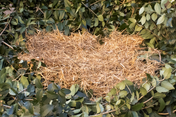 Photographie d'un siège sur un sol goudronné, fabriqué avec des branches vertes et un petit lit de paille au centre.