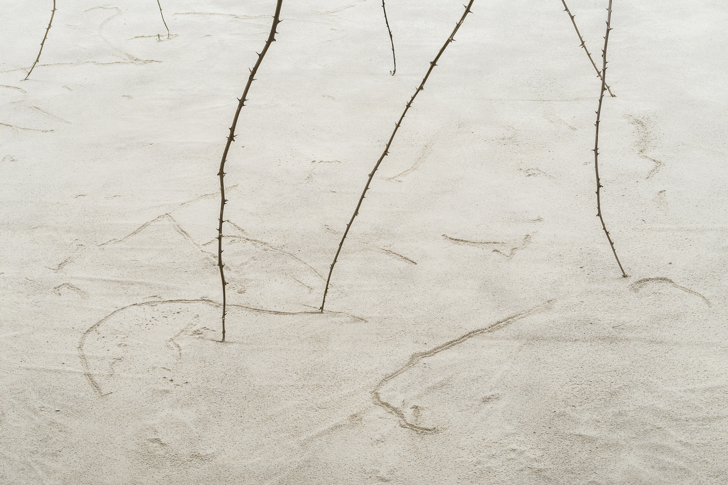 Photographie en gros plan de tiges de ronces debout et dont les pointes ont laissé des traces sur le sol de terre tamisée.