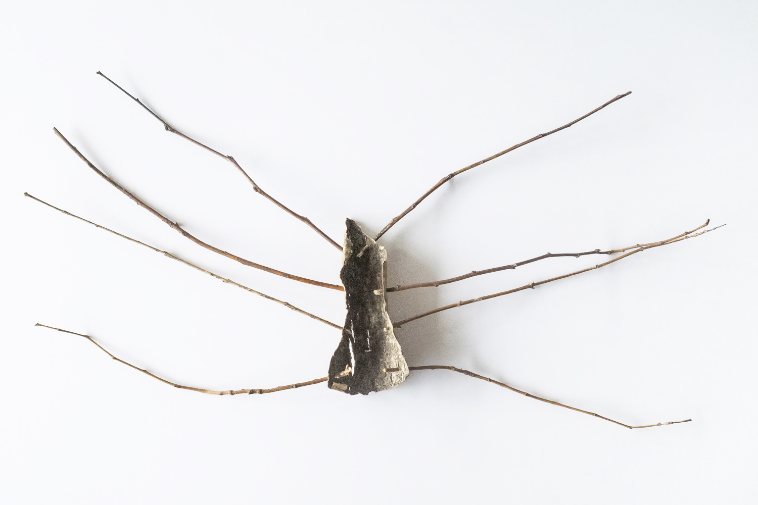 Photographie sur fond blanc, d'une écorce légèrement enroulée où sont plantées quatre extrémités de branches de chaque côté et ressemblant ainsi à un arthropode mort et sur le dos.